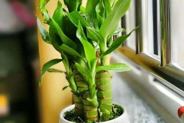 卧室养植物风水佳，家居生活更和谐