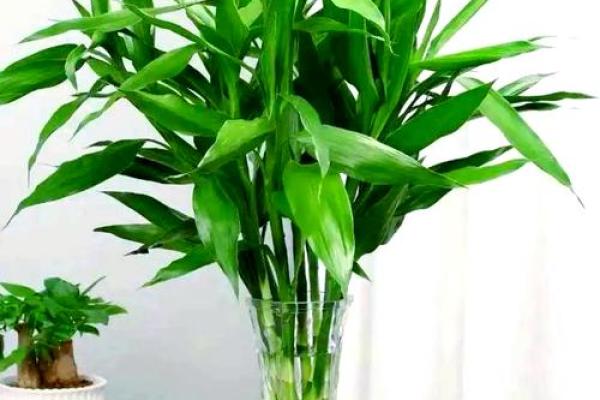 卧室养植物风水佳，家居生活更和谐