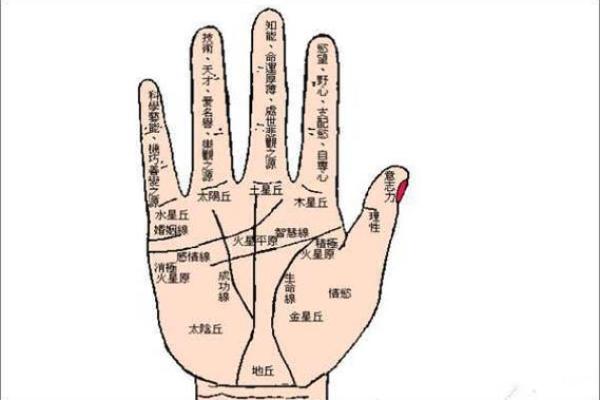 人字掌纹揭秘财运密码
