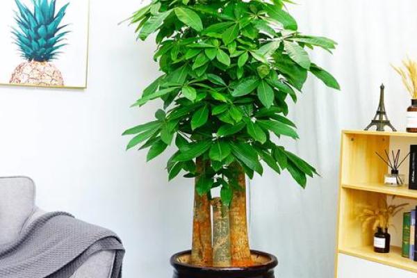 卧室风水盆栽推荐：助你招财旺运的秘密武器