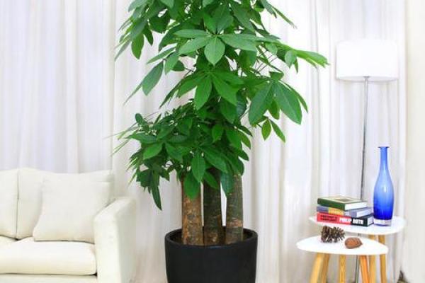 卧室风水盆栽推荐：助你招财旺运的秘密武器
