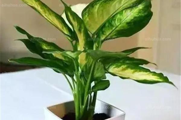 卧室风水禁忌：揭秘不能养的植物黑名单