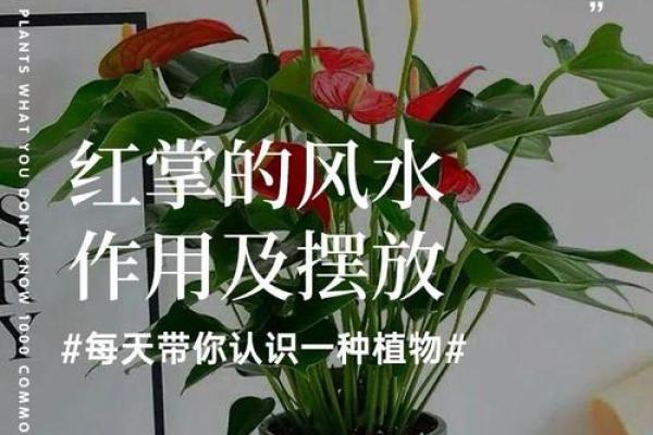 红掌办公室风水布局，提升运势必备神器