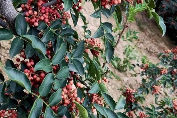 花椒树后院种植，居家风水旺财招福秘籍