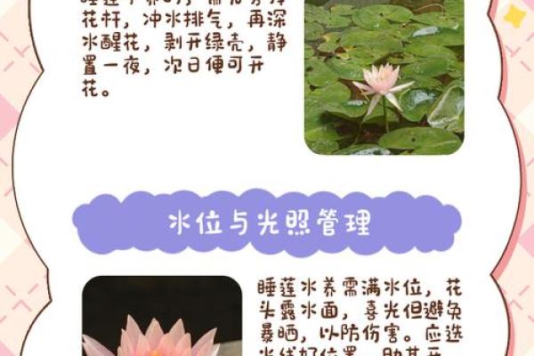 睡莲风水秘籍，助你爱情长长久久