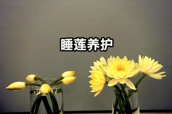 睡莲风水秘籍，助你爱情长长久久