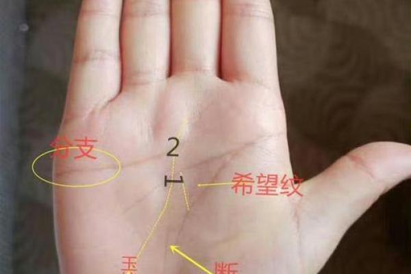 一招看手相，洞察人生运势，你敢尝试吗？