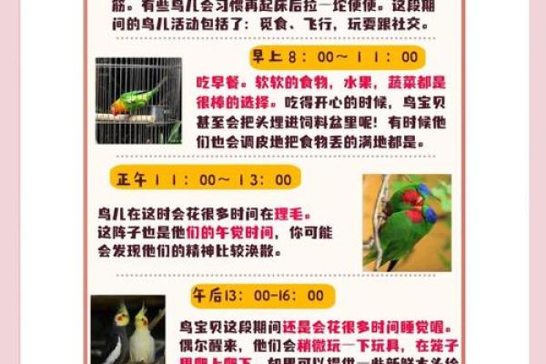 养鸟家居风水揭秘：如何提升家宅运势？