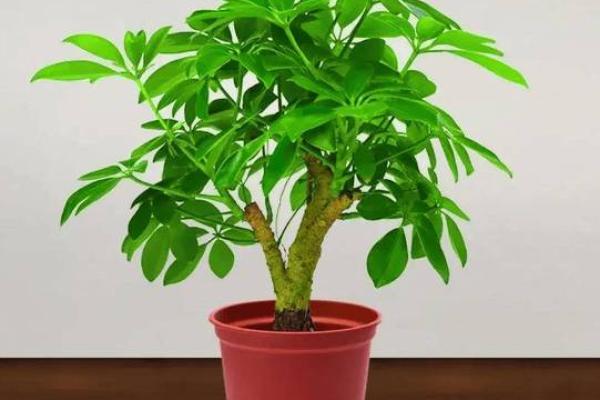 家居花卉风水摆设：打造旺家吉祥的秘密武器
