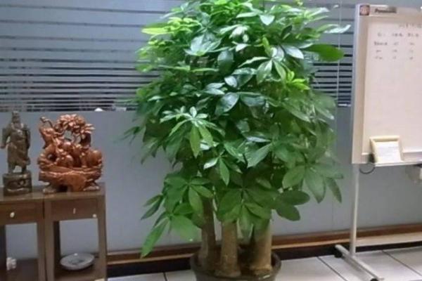 家居花卉风水摆设：打造旺家吉祥的秘密武器
