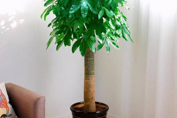 家居风水必备，三款最具招财效应的绿植推荐