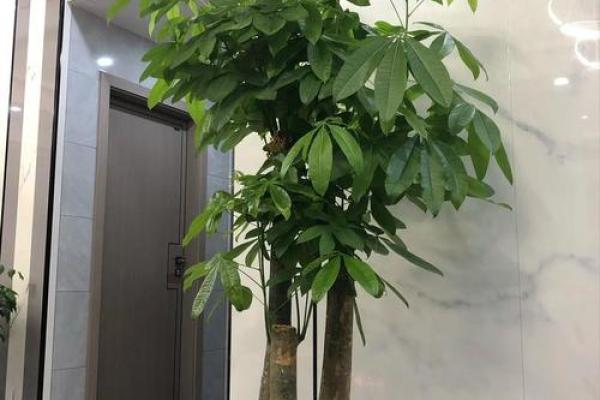 家居风水必备，三款最具招财效应的绿植推荐