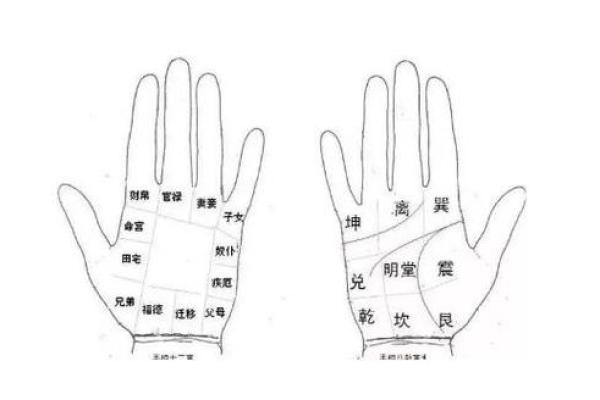 手中乾坤：热门手相种类大揭秘