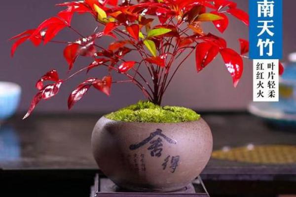五行属火植物在家居中的应用