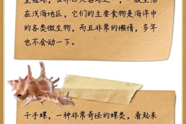 从五行角度看贝壳的象征意义