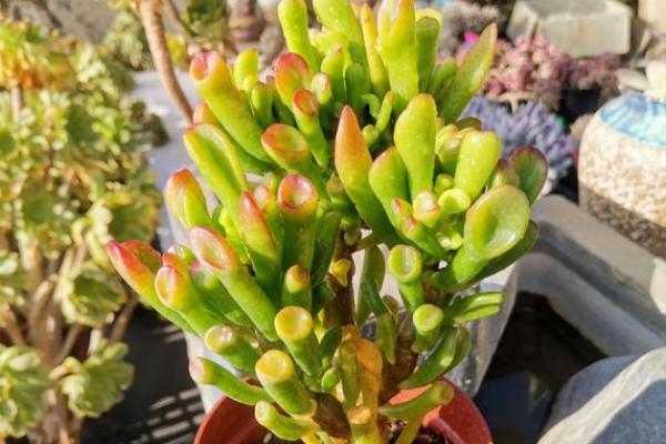 多肉植物养财术，让你财源滚滚来！