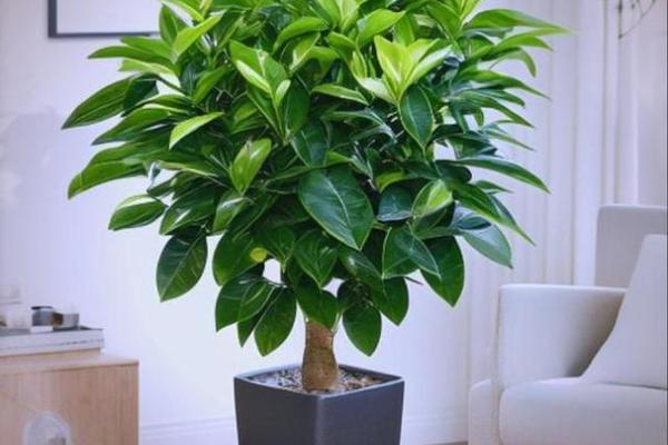 卧室床头风水必看养什么植物旺运势？