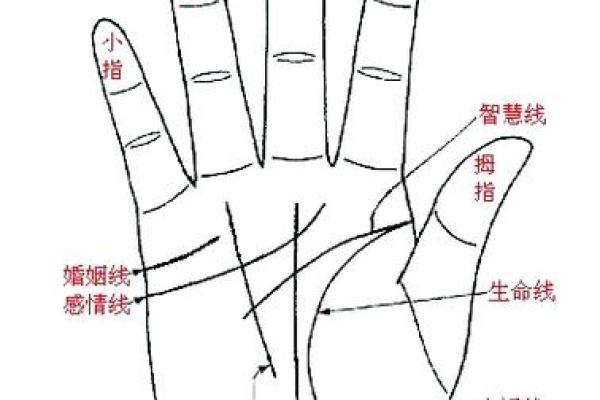 M字掌纹揭秘：命运轨迹大解析
