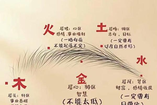 龙眉凤眼，运势亨通：揭秘真正龙眉面相的奥秘