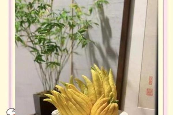 佛手花风水秘籍，轻松招财旺运，快来学！