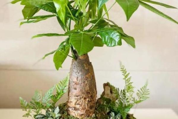客厅风水植物摆设，招财旺运必备神器