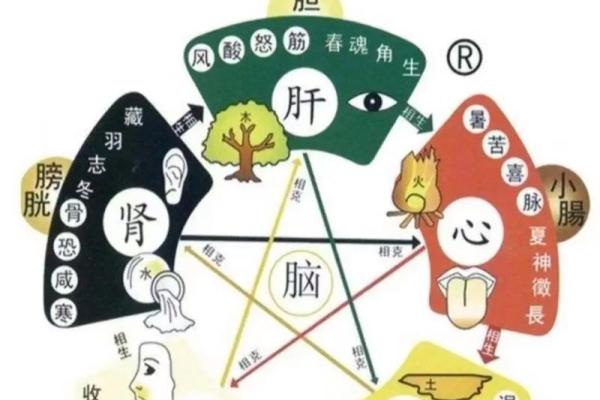 肺在五行中属于什么