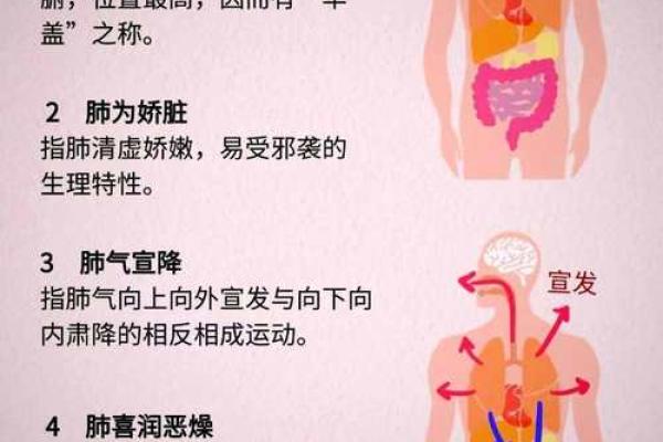 肺在五行中属于什么