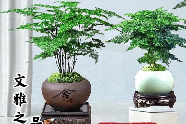 办公室风水秘籍：文竹助力提升运势
