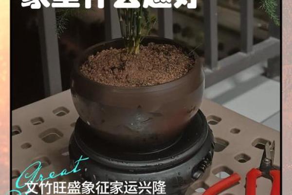 办公室风水秘籍：文竹助力提升运势