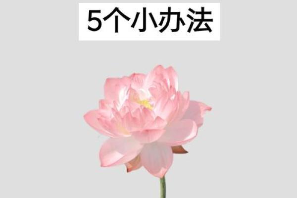 家居风水摆设秘籍，瞬间提升运势