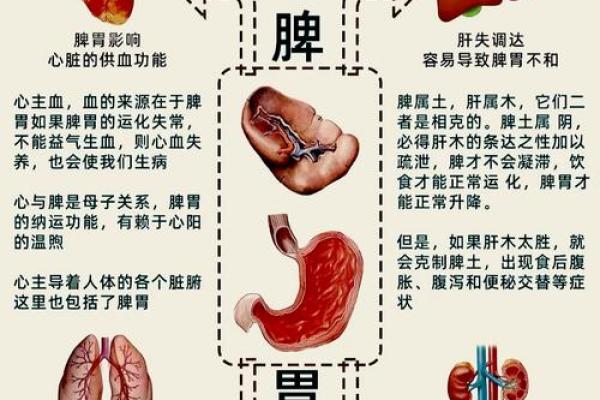 脾在五行地支中的独特作用