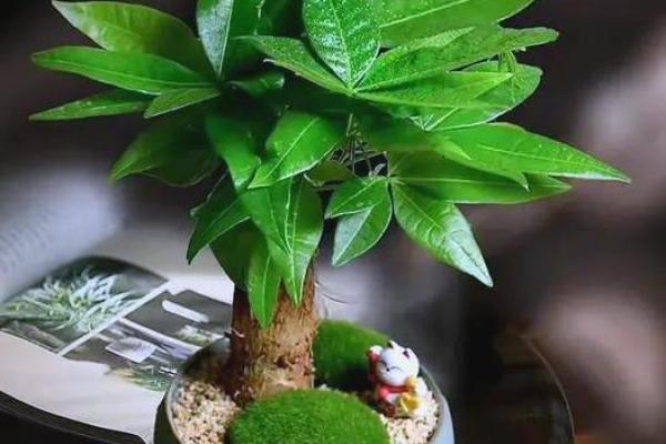 绿意盎然办公室风水宝典，轻松提升运势！
