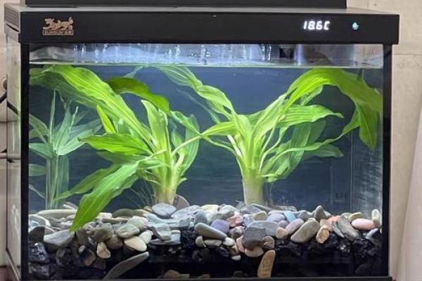卧室鱼缸风水：招财旺运的秘密武器