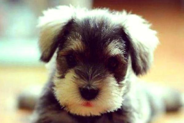 雪纳瑞犬取名灵感：让你的狗狗与众不同