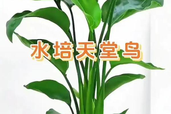 办公室绿意盎然，风水植物助事业腾飞