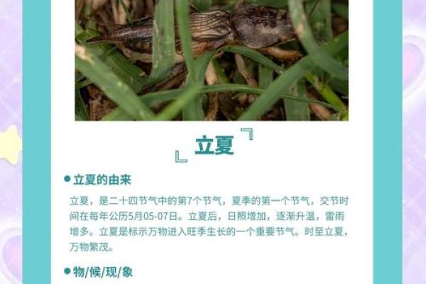 探索立夏节气中的养生智慧与传统习俗