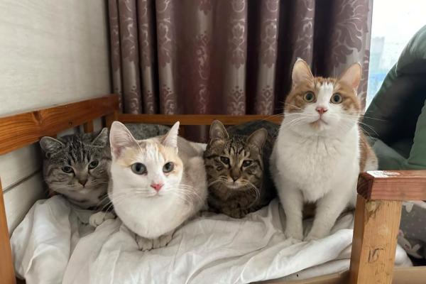 猫咪福地，寝室风水新宠