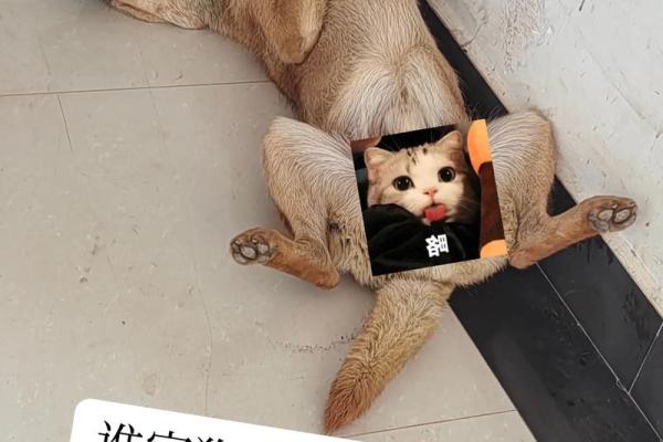 猫咪福地，寝室风水新宠