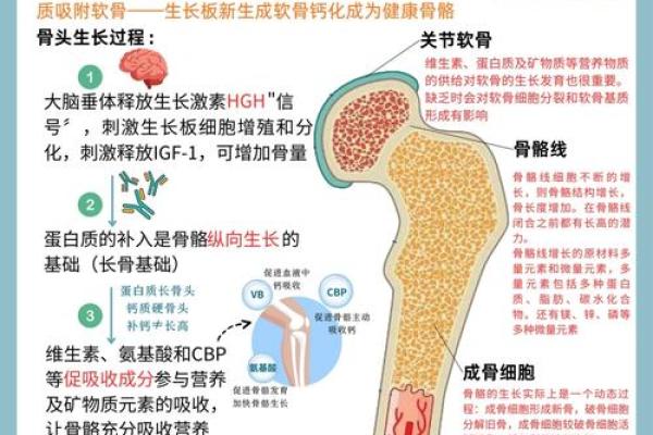 从地支角度看身高的秘密 从地支角度看身高的秘密