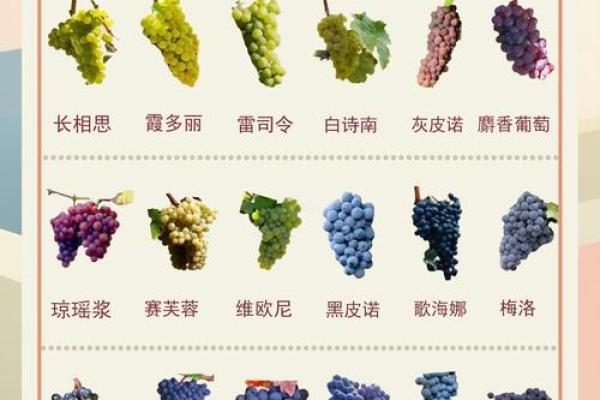 如何理解葡萄的五行归属