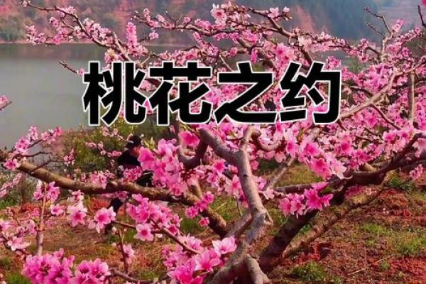 桃花盛开时,爱情风水助你找到真爱 桃花盛开时,爱情风水助你找到真爱