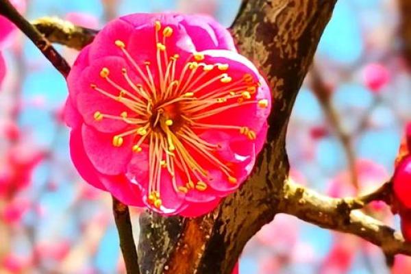 王国宁:智慧与宁静并存的吉祥名寓意 王国宁:智慧与宁静并存的吉祥名寓意
