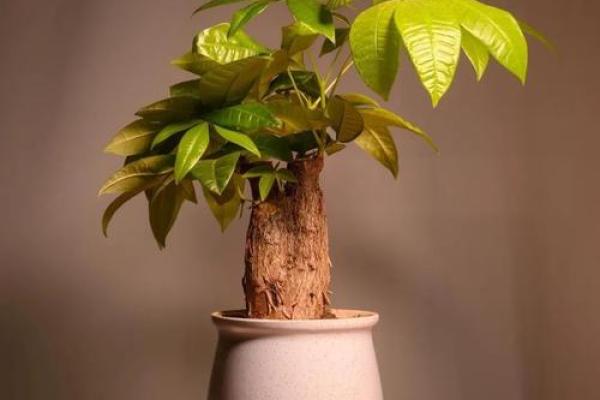 风水植物大公开,养在屋里财源滚滚来! 风水植物大公开,养在屋里财源滚滚来!