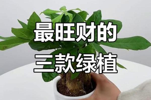 风水植物大公开,养在屋里财源滚滚来! 风水植物大公开,养在屋里财源滚滚来!
