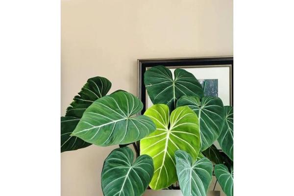 办公室植物风水布局:绿色生机,财运亨通 办公室植物风水布局:绿色生机,财运亨通
