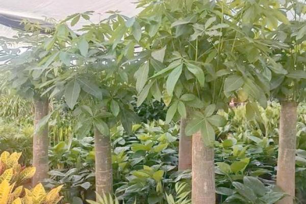 办公室植物风水布局:绿色生机,财运亨通 办公室植物风水布局:绿色生机,财运亨通