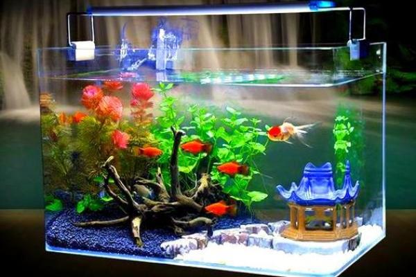 苏州办公室风水鱼缸,财运亨通的秘密武器 苏州办公室风水鱼缸,财运亨通的秘密武器