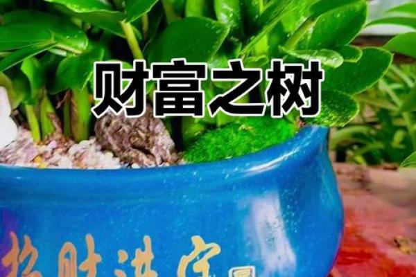 卧室摆放金钱树风水旺财秘诀 卧室摆放金钱树风水旺财秘诀