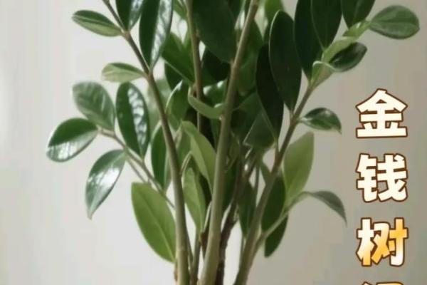 卧室摆放金钱树风水旺财秘诀 卧室摆放金钱树风水旺财秘诀