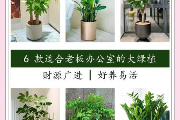 打造风水宝地,办公室花园摆放攻略大公开! 打造风水宝地,办公室花园摆放攻略大公开!